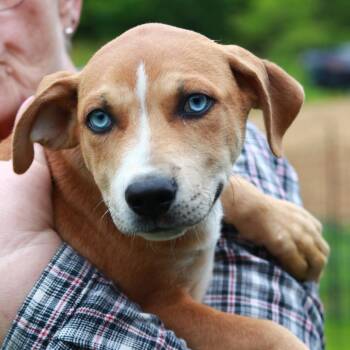 Mountain Cur and Mixed Breed Dogs Available for Adoption in Eastford, Connecticut - CT Pumba | PetCurious