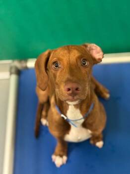 A255464 -  Vizsla and Mixed Breed Dog for Adoption in Visalia, California - A255464 | PetCurious