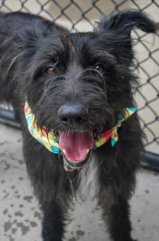 Schnauzer and Mixed Breed Dogs Available for Adoption in Tulsa, Oklahoma - EVE | PetCurious