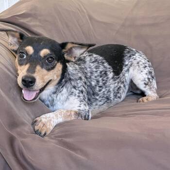Rabbit -  Mixed Breed Dog for Adoption in Hopkinton, Massachusetts - Rabbit | PetCurious