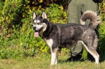 Rescue Husky Dogs for Adoption in Bristol, Connecticut - Luna | PetCurious