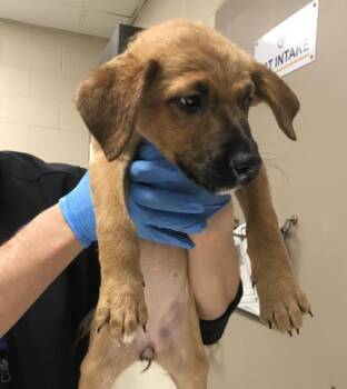 German Shepherd Dog and Mixed Breed Dogs Available for Adoption - A424829 | PetCurious