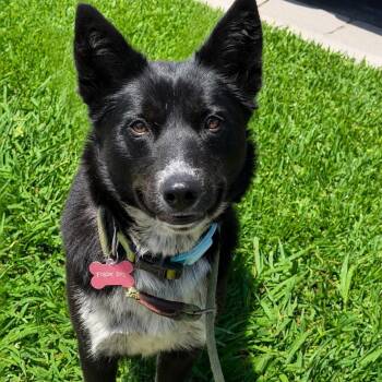 Border Collie Dogs Available for Adoption in Newport Beach, California - Mustang Sally | PetCurious