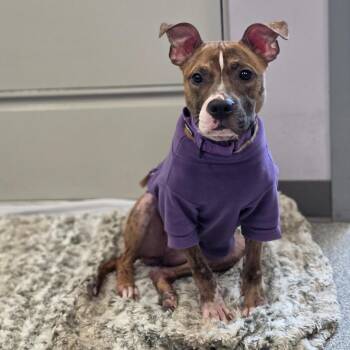 Edamame -  Mixed Breed Dog for Adoption in Cooperstown, New York - Edamame | PetCurious