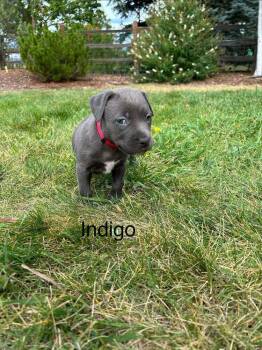 Indigo -  Pit Bull Terrier Dog for Adoption in Denver, Colorado - Indigo | PetCurious