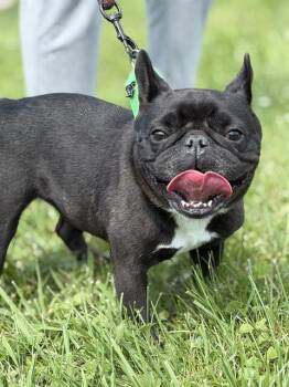 EVIE -  French Bulldog Dog for Adoption in Canfield, Ohio - EVIE | PetCurious
