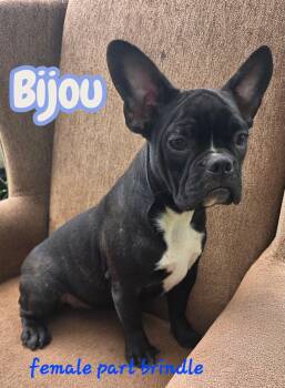 Bijou -  French Bulldog and Boston Terrier Dog for Adoption in Semmes, Alabama - Bijou | PetCurious