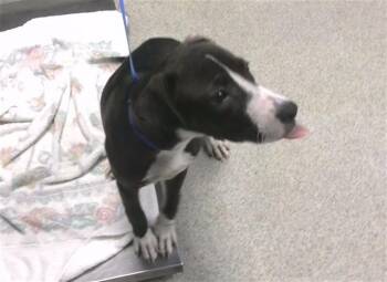 GUTHRIE -  American Staffordshire Terrier and Mixed Breed Dog for Adoption in Tallahassee, Florida - GUTHRIE | PetCurious