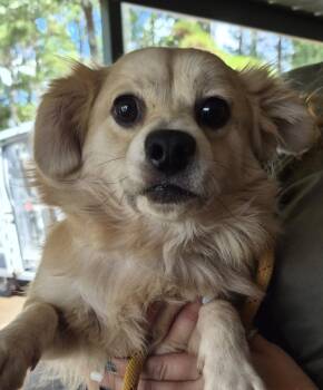 Pen 229 Flora -  Australian Shepherd and Terrier Dog for Adoption in Lawrenceville, Georgia - Pen 229 Flora | PetCurious