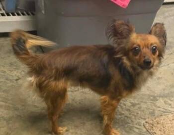Papillon Dogs Available for Adoption in Marengo, Illinois - Jake | PetCurious