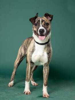 Mimo -  Mixed Breed Dog for Adoption in Atlanta, Georgia - Mimo | PetCurious