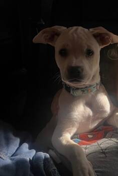Stank Von Wigglebutt -  Labrador Retriever Dog for Adoption in Lakeland, Florida - Stank Von Wigglebutt | PetCurious