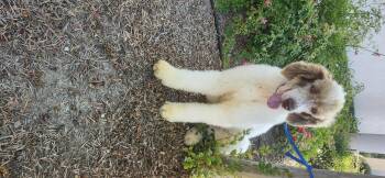 Winston update -  Standard Poodle Dog for Adoption in Torrance, California - Winston Update | PetCurious