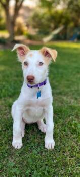 Sofia -  Terrier Dog for Adoption in Plainfield, Illinois - Sofia | PetCurious