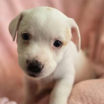 Wirehaired Terrier and Mixed Breed Dogs Available for Adoption - Bianca (Perla