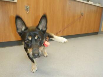 ARTURO -  Cardigan Welsh Corgi Dog Available for Adoption in San Jose, California - ARTURO | PetCurious