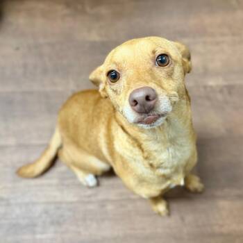 Peanut -  Mixed Breed Dog for Adoption in Milton, Florida - Peanut | PetCurious
