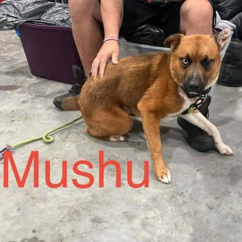 Mushu -  Mixed Breed Dog for Adoption in Aldie, Virginia - Mushu | PetCurious