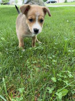 Shepherd Dogs Available for Adoption in New Albany, Ohio - Rosa Parks (Historical Icons) | PetCurious