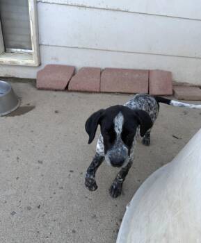 Ayaz -  Pointer Dog for Adoption in Littleton, Colorado - Ayaz | PetCurious