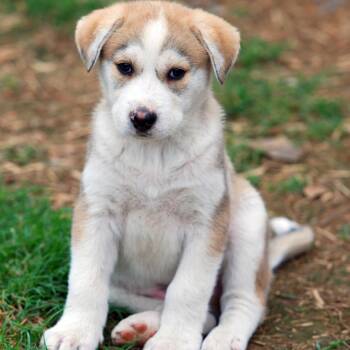 Siberian Husky and Labrador Retriever Dogs Available for Adoption in Madisonville, Texas - Billy The Kid | PetCurious