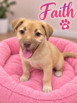 Faith -  Shepherd Dog for Adoption in Momence, Illinois - Faith | PetCurious