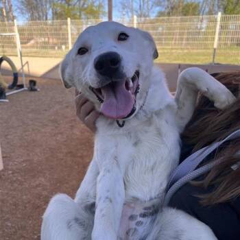 Mixed Breed Dogs Available for Adoption - Gosling | PetCurious