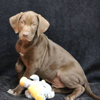Bingo -  German Shorthaired Pointer Dog for Adoption in Portage, Wisconsin - Bingo | PetCurious
