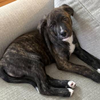 Mixed Breed Dogs Available for Adoption - NATE | PetCurious