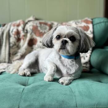 Jojo -  Shih Tzu Dog for Adoption - Jojo | PetCurious