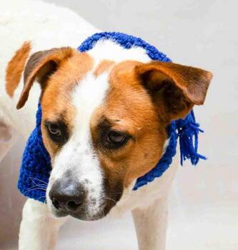 Terrier Dogs Available for Adoption - Bilbo | PetCurious