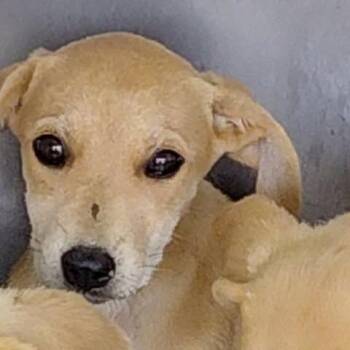 Libby 26-06-178 -  Mixed Breed Dog for Adoption in Bastrop, Texas - Libby 26-06-178 | PetCurious