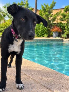 Ducklett -  Border Collie Dog for Adoption in Las Vegas, Nevada - Ducklett | PetCurious