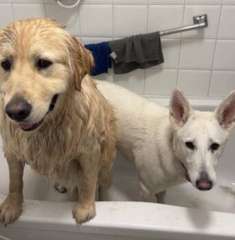 Golden Retriever and Great Pyrenees Dogs Available for Adoption in Toronto, Ontario - BONDED BENTLEY & SKYE (5 & 4 Yrs) - Kid Friendly | PetCurious