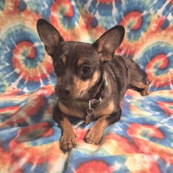 Chiweenie Dogs Available for Adoption in Fairfield, Connecticut - Maggie | PetCurious