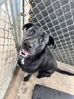 Cinder -  Labrador Retriever Dog for Adoption in Rowlett, Texas - Cinder | PetCurious