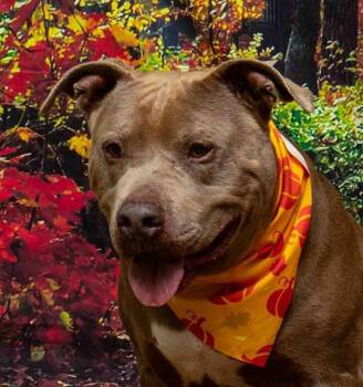 Rescue Terrier Dogs for Adoption in Sanford, Florida - Biscuit | PetCurious