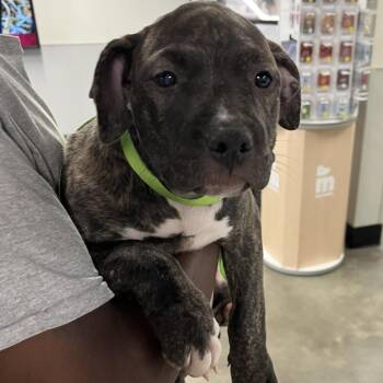 Sable -  Terrier Dog for Adoption in Tampa, Florida - Sable | PetCurious
