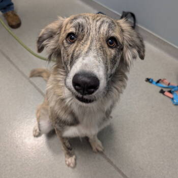 Rescue Catahoula Leopard Dog Dogs for Adoption in New Castle, Delaware - Sloane | PetCurious