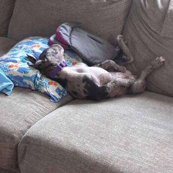 Catahoula Leopard Dog Dogs Available for Adoption in New Fairfield, Connecticut - Dottie | PetCurious