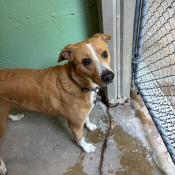 Max -  Basenji and Mixed Breed Dog for Adoption in Franklin, North Carolina - Max | PetCurious