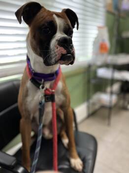 Rescue Boxer Dogs for Adoption in Montpelier, Vermont - Fritz | PetCurious