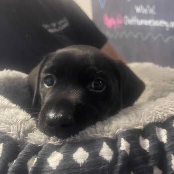 Rugrat -  Black Labrador Retriever and Mixed Breed Dog for Adoption in Valley, Alabama - Rugrat | PetCurious