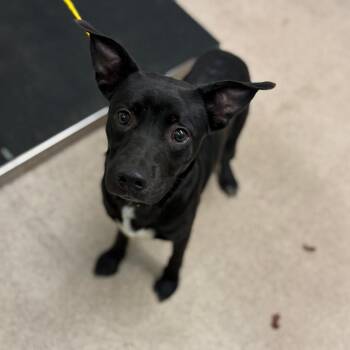 Venom -  Mixed Breed Dog for Adoption in Ardmore, Oklahoma - Venom | PetCurious