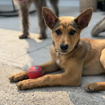 Rescue Shepherd Dogs for Adoption in Grand Forks, North Dakota - Roo | PetCurious