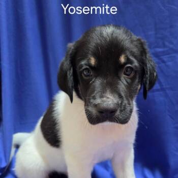 Yosemite - Coming Soon! -  Mixed Breed Dog for Adoption in Naperville, Illinois - Yosemite - Coming Soon! | PetCurious