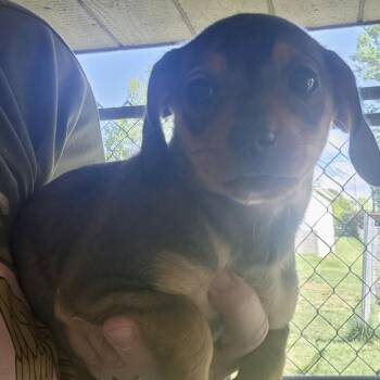 Chihuahua and Dachshund Dogs Available for Adoption in Armonk, New York - AAD Upcoming Arrival! Tinkerbell - 26069 | PetCurious