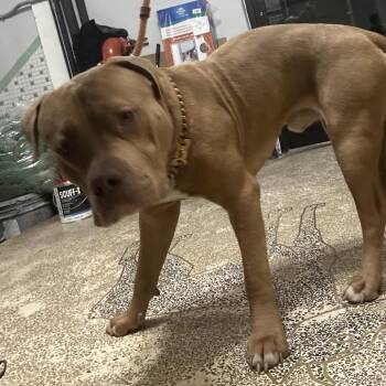Pit Bull Terrier and Mixed Breed Dogs Available for Adoption in Newark, New Jersey - Capo | PetCurious