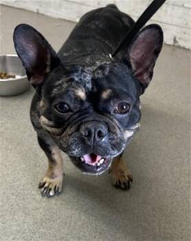 RAYA -  French Bulldog Dog for Adoption in San Bernardino, California - RAYA | PetCurious