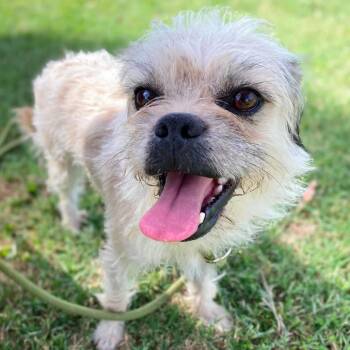 Pyrite -  Brussels Griffon and Wirehaired Terrier Dog for Adoption in Chico, California - Pyrite | PetCurious